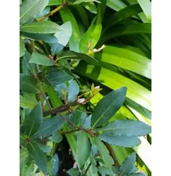 Fresh Bay Leaf