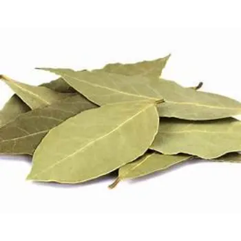 Fresh Bay Leaf