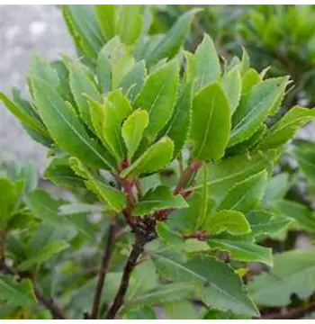 Fresh Bay Leaf