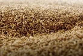 Barley Exporter
