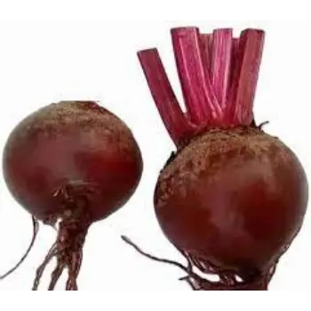 Common BeetRoot