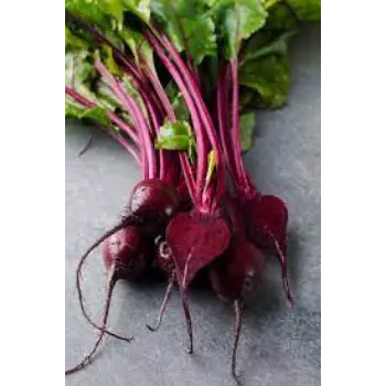 Common Beetroot