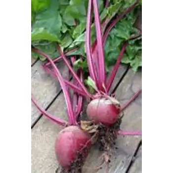 Beetroot