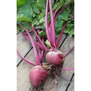 Natural Beetroot