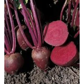 Beetroot