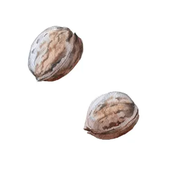 Organic Betel Nuts