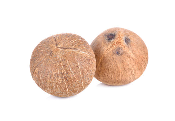 Common Betel Nuts