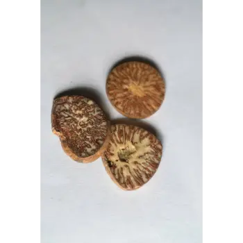  Fresh  Betel Nuts