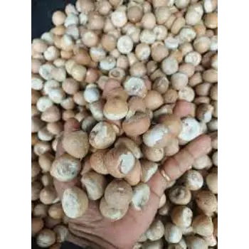 Common Betelnuts