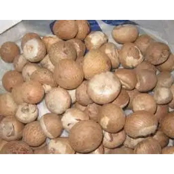 Common Betelnuts