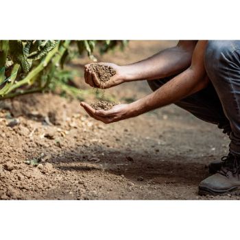 Bio Organic DAP Fertilizer