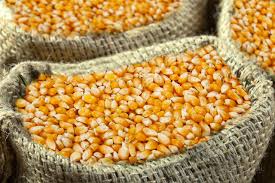 Maize Seed