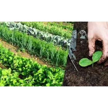 Bio Fertilizer