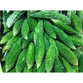 Bitter Gourd