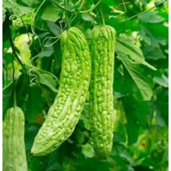  Bitter Gourd
