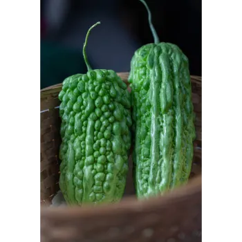 Fresh  Bitter Gourd