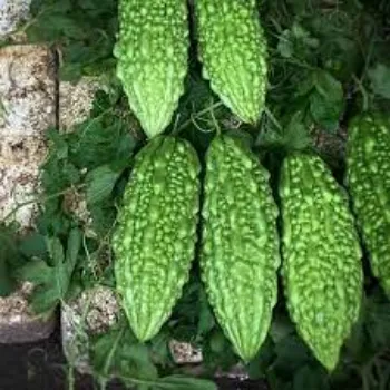 Organic Bitter Gourd