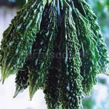 Common Bitter Gourd