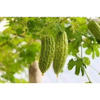 Common Bitter Gourd