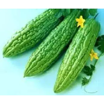 Common Bitter Gourd
