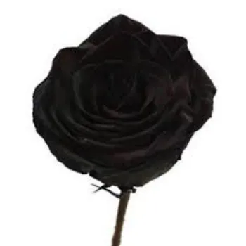 Fresh Black Rose