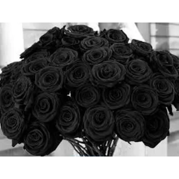 Fresh Black Rose Flowers