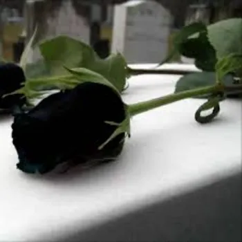 Fresh Black Rose 