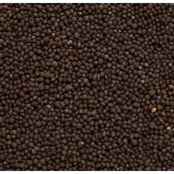 Black Mustard Seeds