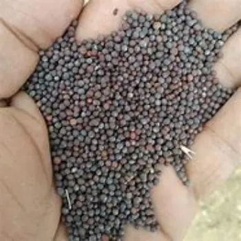 Black Mustard Seeds