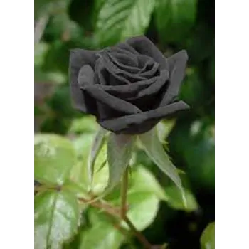 Black Rose