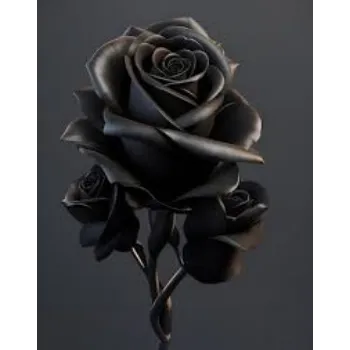 Roshni Agri forestry Black Rose