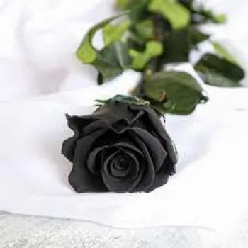 Natural Black Rose