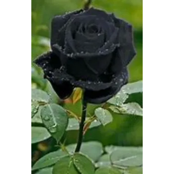  Black Rose
