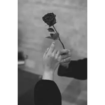  fresh Black Rose