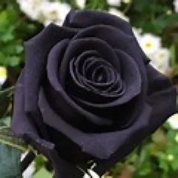  Black Rose