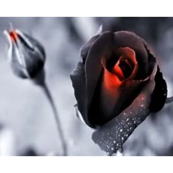 Black Rose
