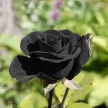 Natural Black Rose