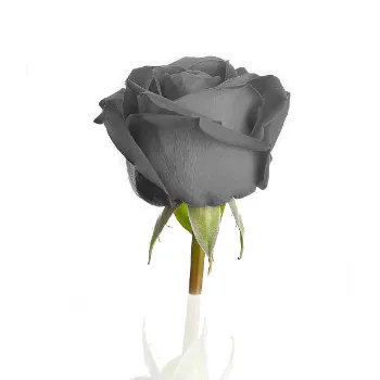 Natural Black Rose