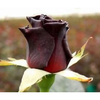 Black Rose