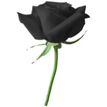 A.p. Flower Mart  Black Rose