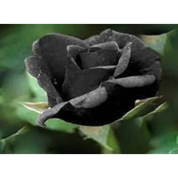 Fresh Black Rose