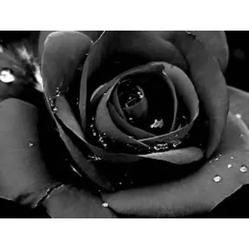 Natural   Black Rose