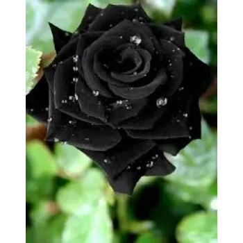 Black Rose