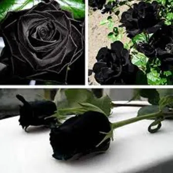 Natural Black Rose