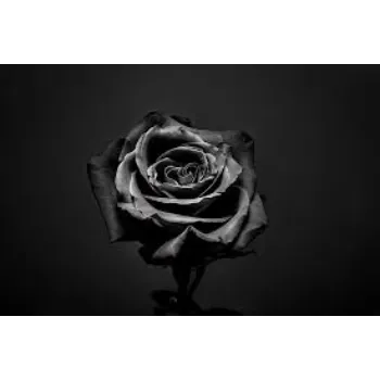 Black Rose Flowers