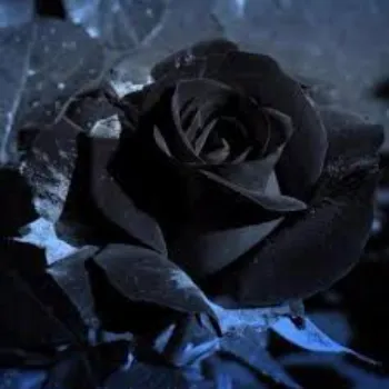 Black Rose