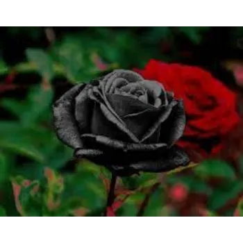 Natural Black Rose