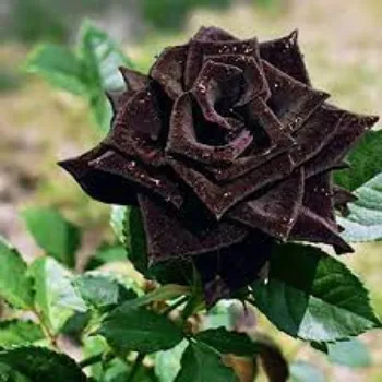 Organic Black Rose