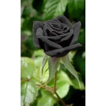 Fresh Black Rose