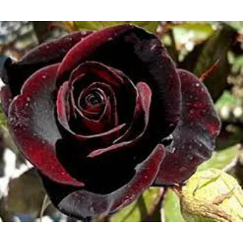 Organic Black Rose
